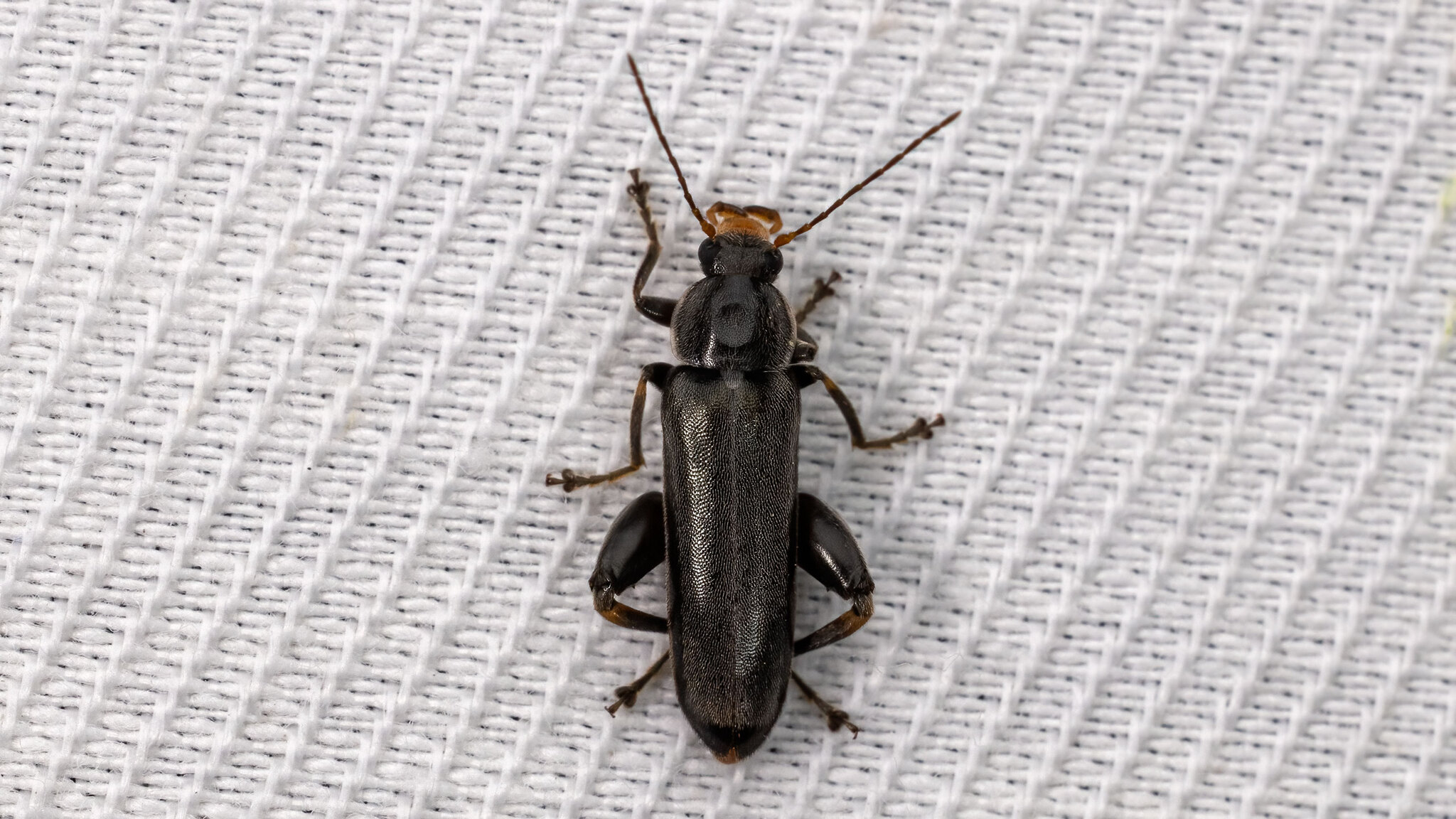 Melandryidae Osphya bipunctata