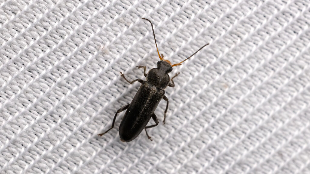Melandryidae Osphya bipunctata