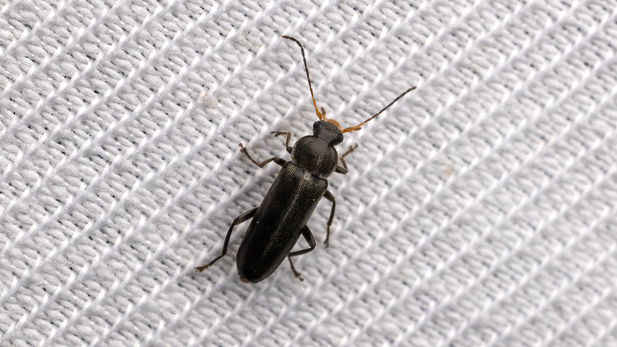 Melandryidae Osphya bipunctata