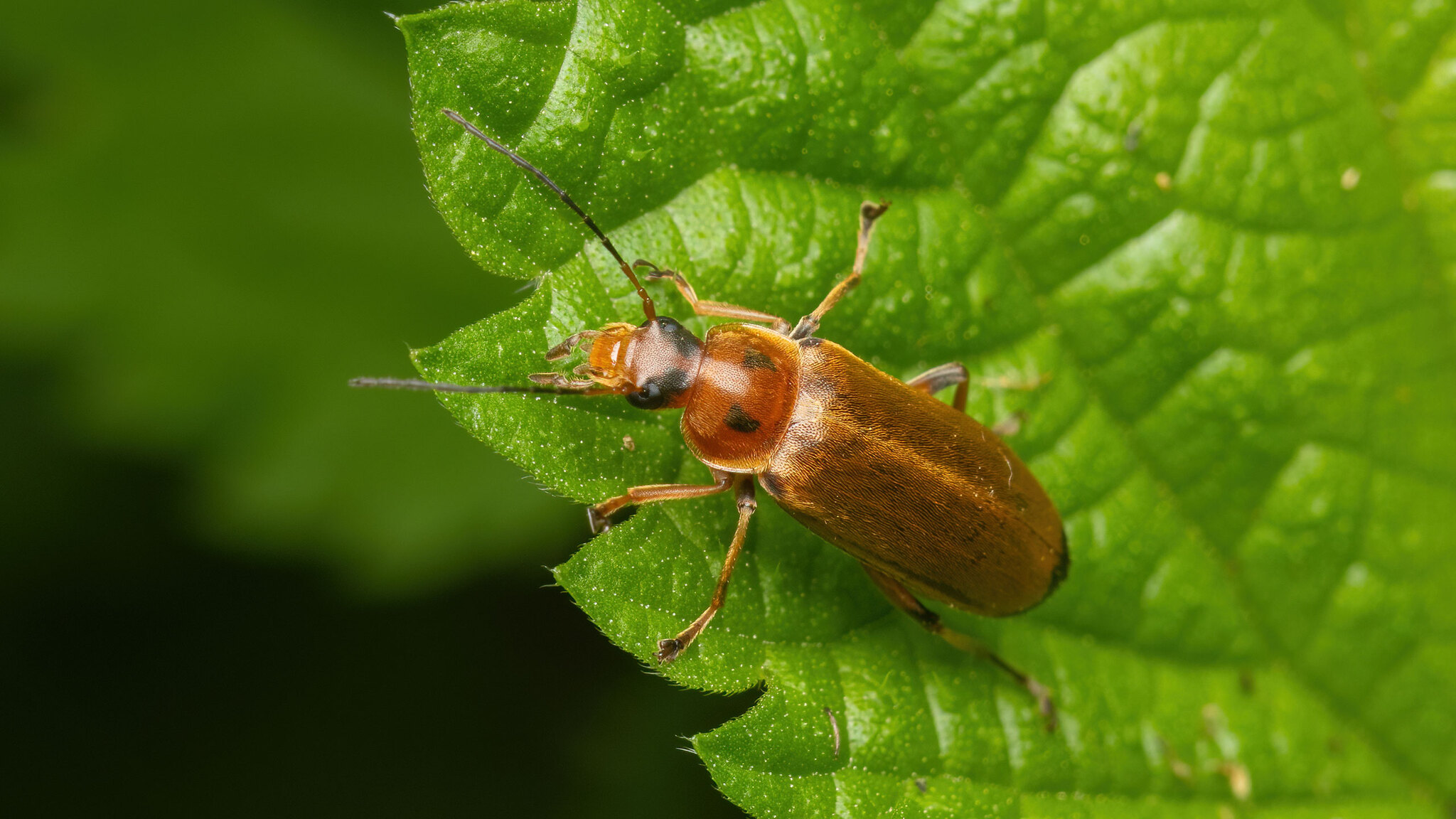 Melandryidae Osphya bipunctata