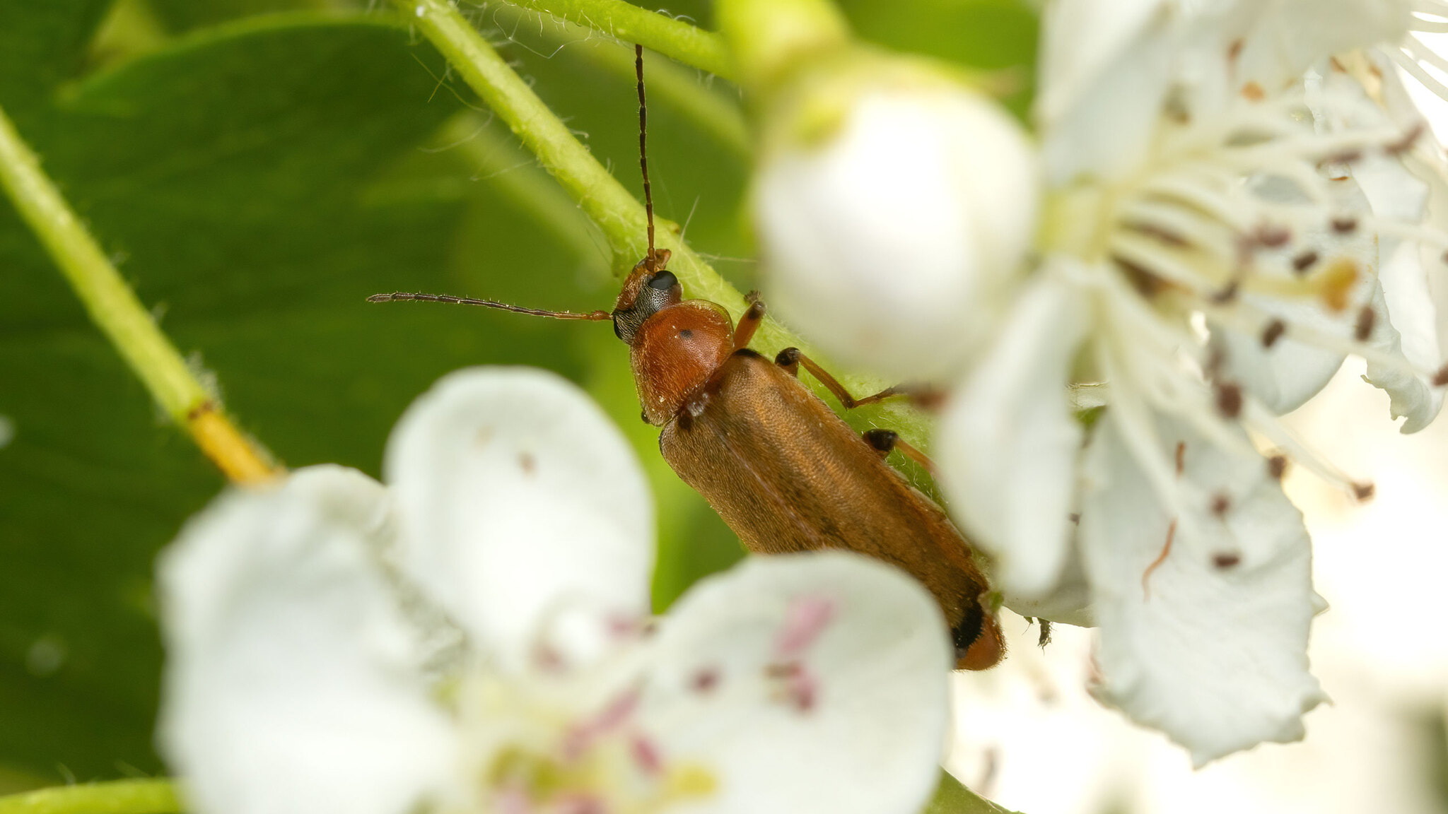 Melandryidae Osphya bipunctata