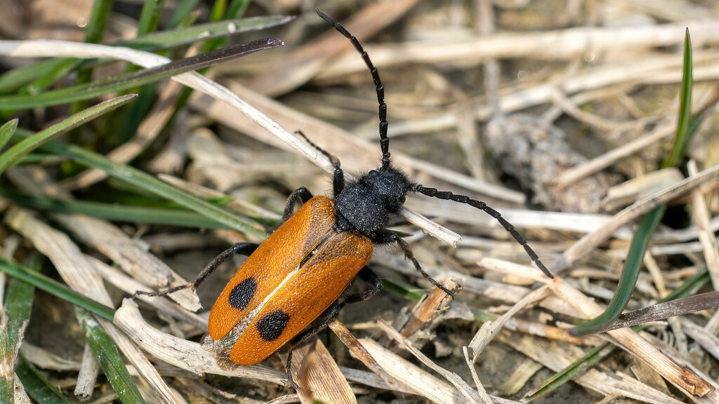 Meloidae Apalus bimaculatus