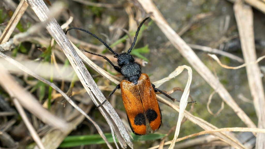 Apalus bimaculatus