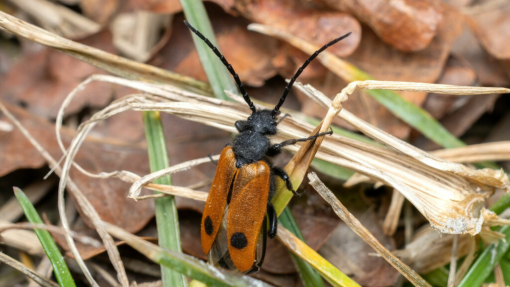 Apalus bimaculatus