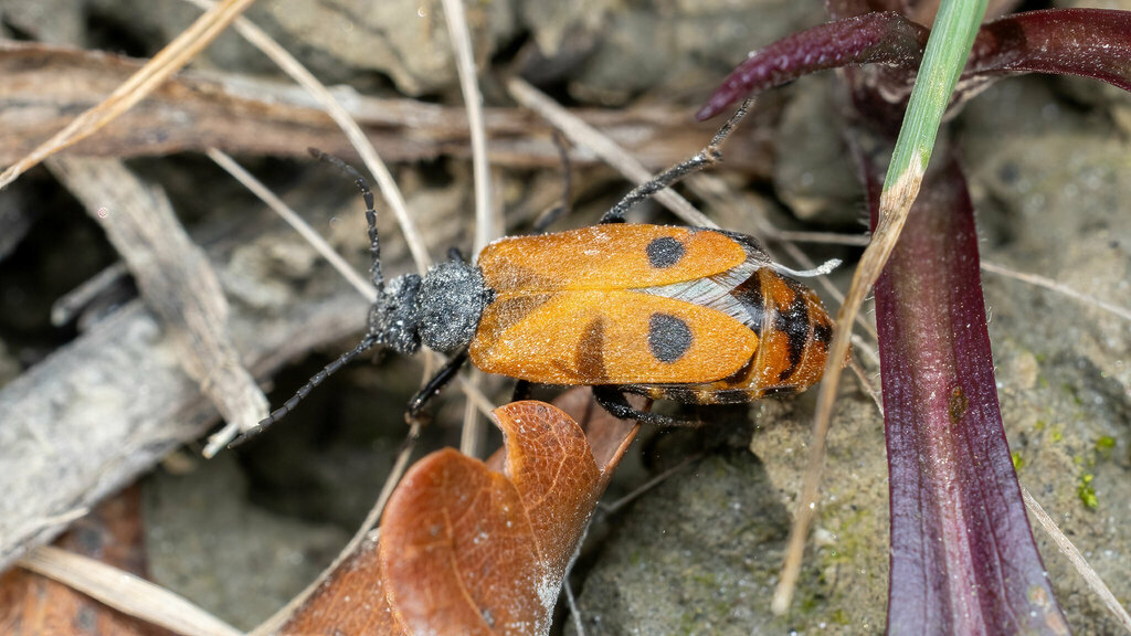 Apalus bimaculatus