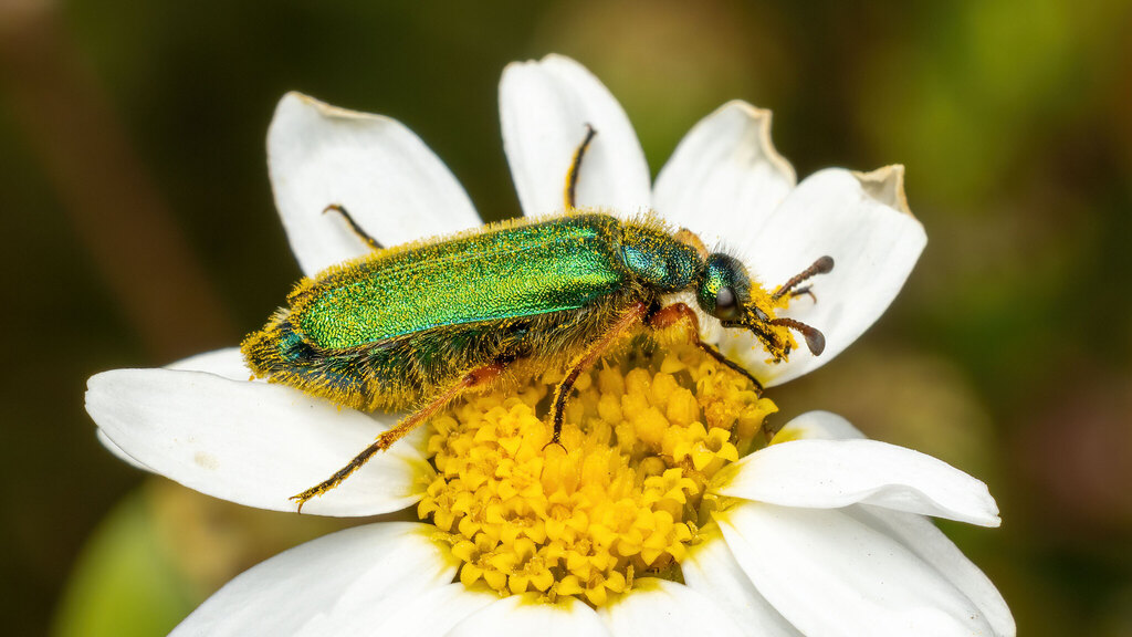 Meloidae Cerocoma schaefferi