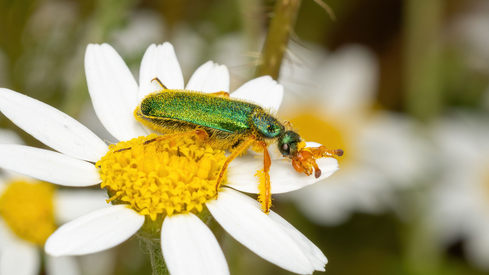 Meloidae Cerocoma schaefferi