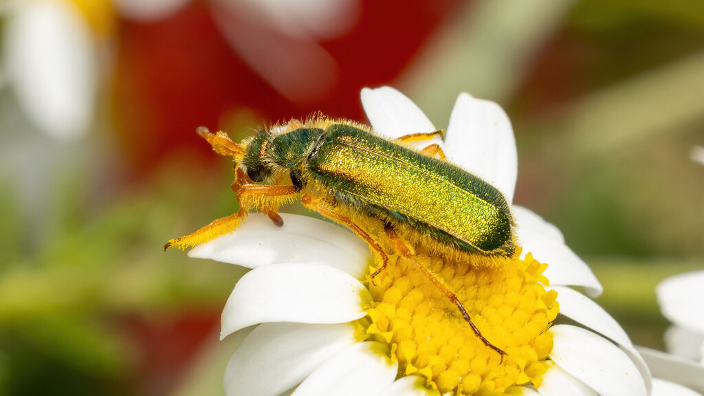 Meloidae Cerocoma schaefferi