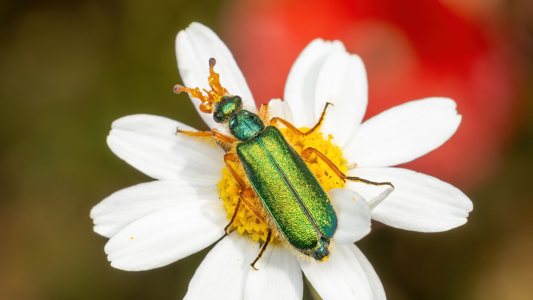 Meloidae Cerocoma schaefferi