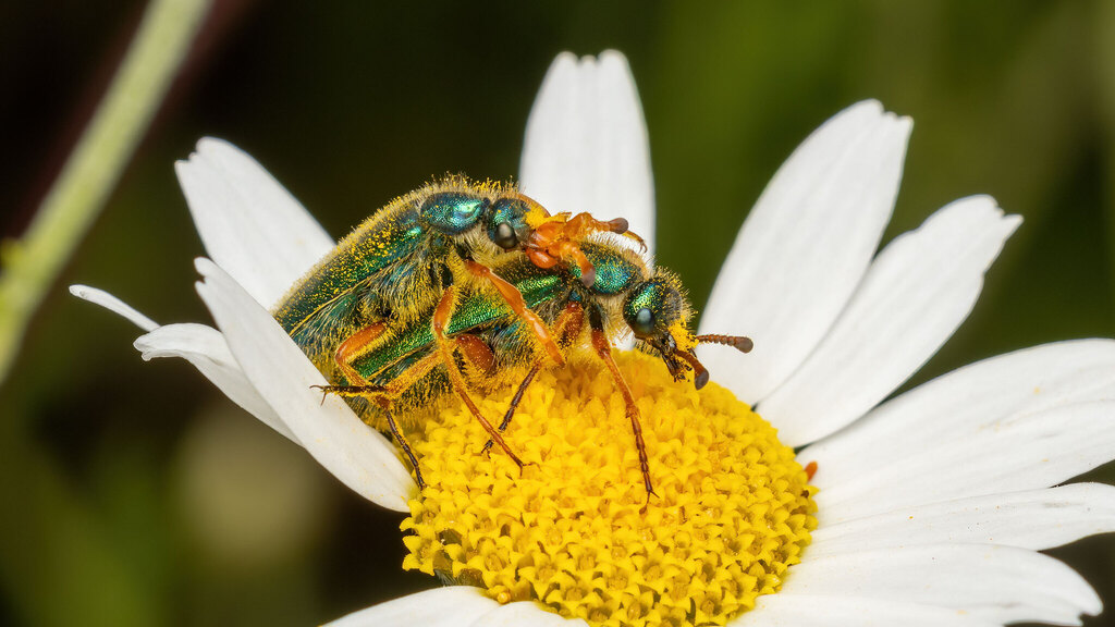 Meloidae Cerocoma schaefferi