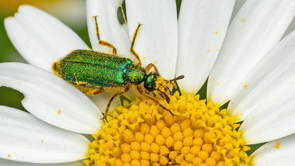 Meloidae Cerocoma schaefferi