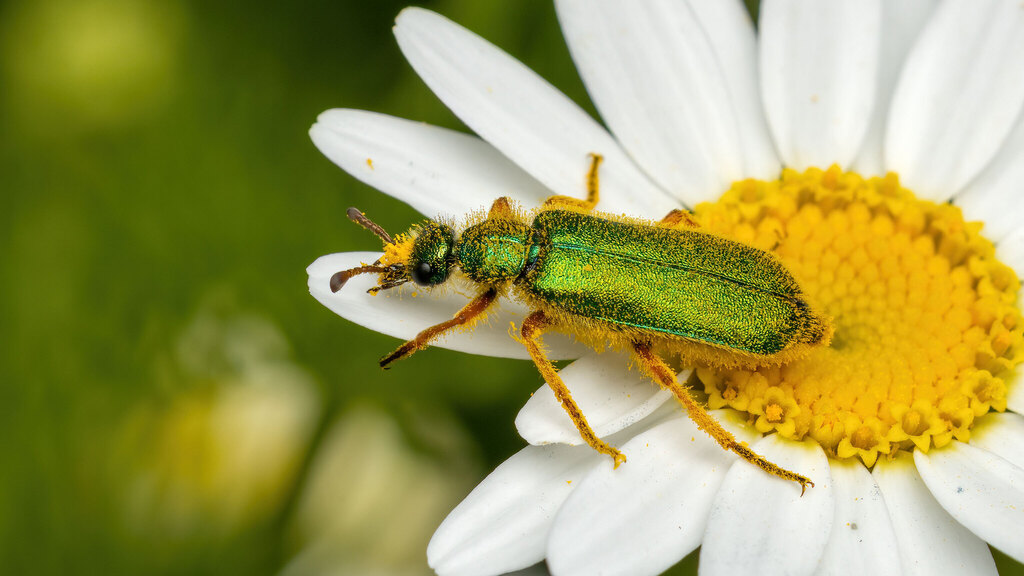 Meloidae Cerocoma schaefferi