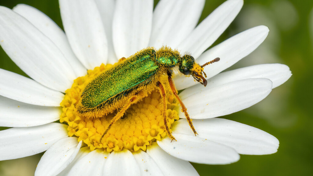 Meloidae Cerocoma schaefferi