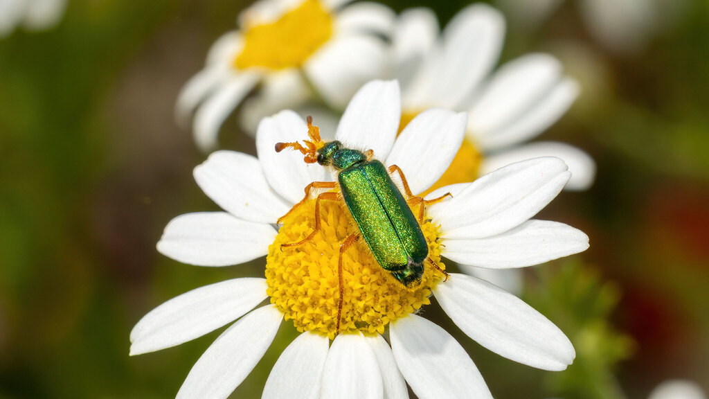 Meloidae Cerocoma schaefferi