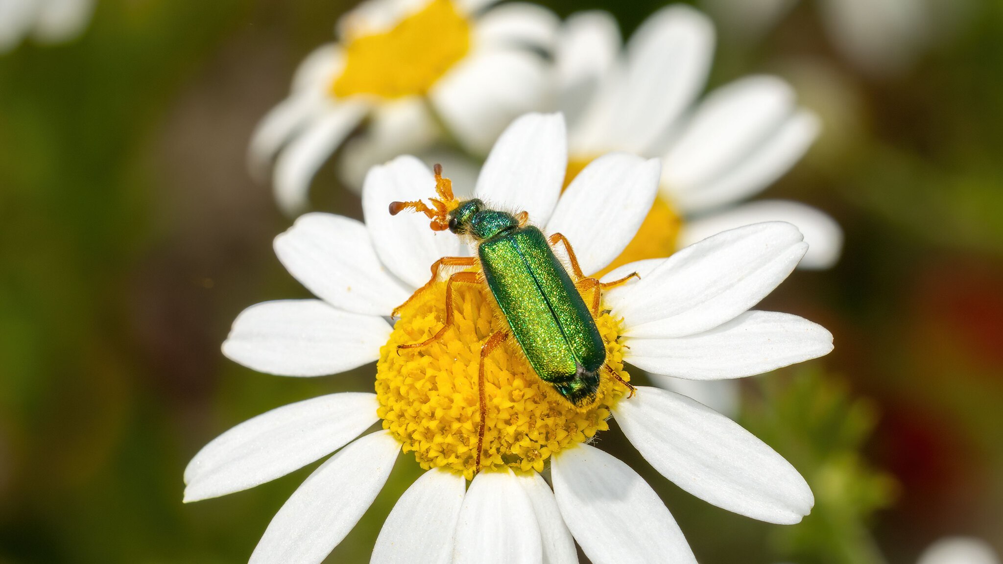 Meloidae Cerocoma schaefferi