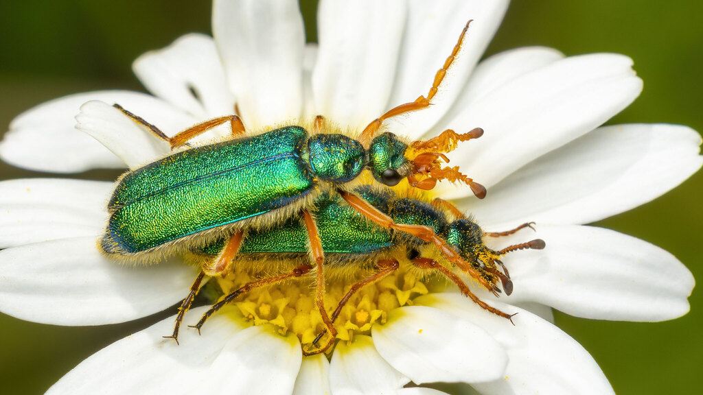Meloidae Cerocoma schaefferi