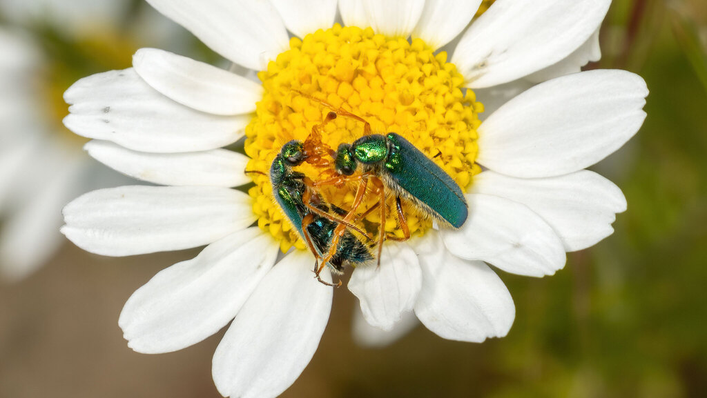 Meloidae Cerocoma schaefferi