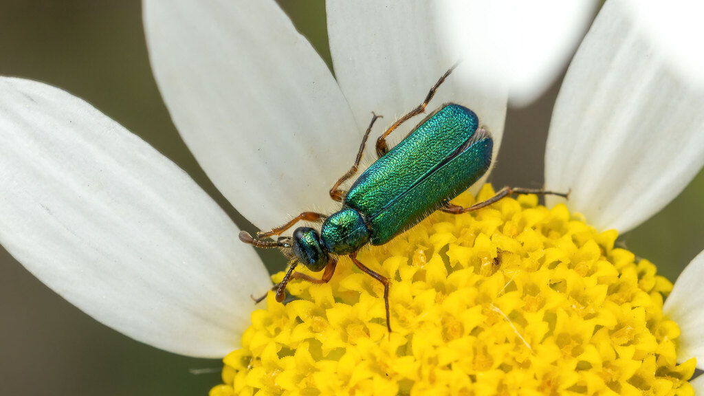 Meloidae Cerocoma schaefferi