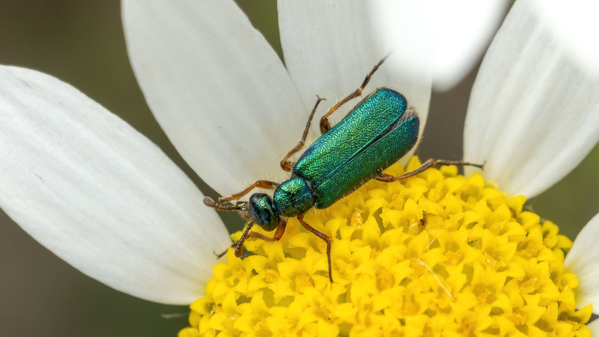 Meloidae Cerocoma schaefferi