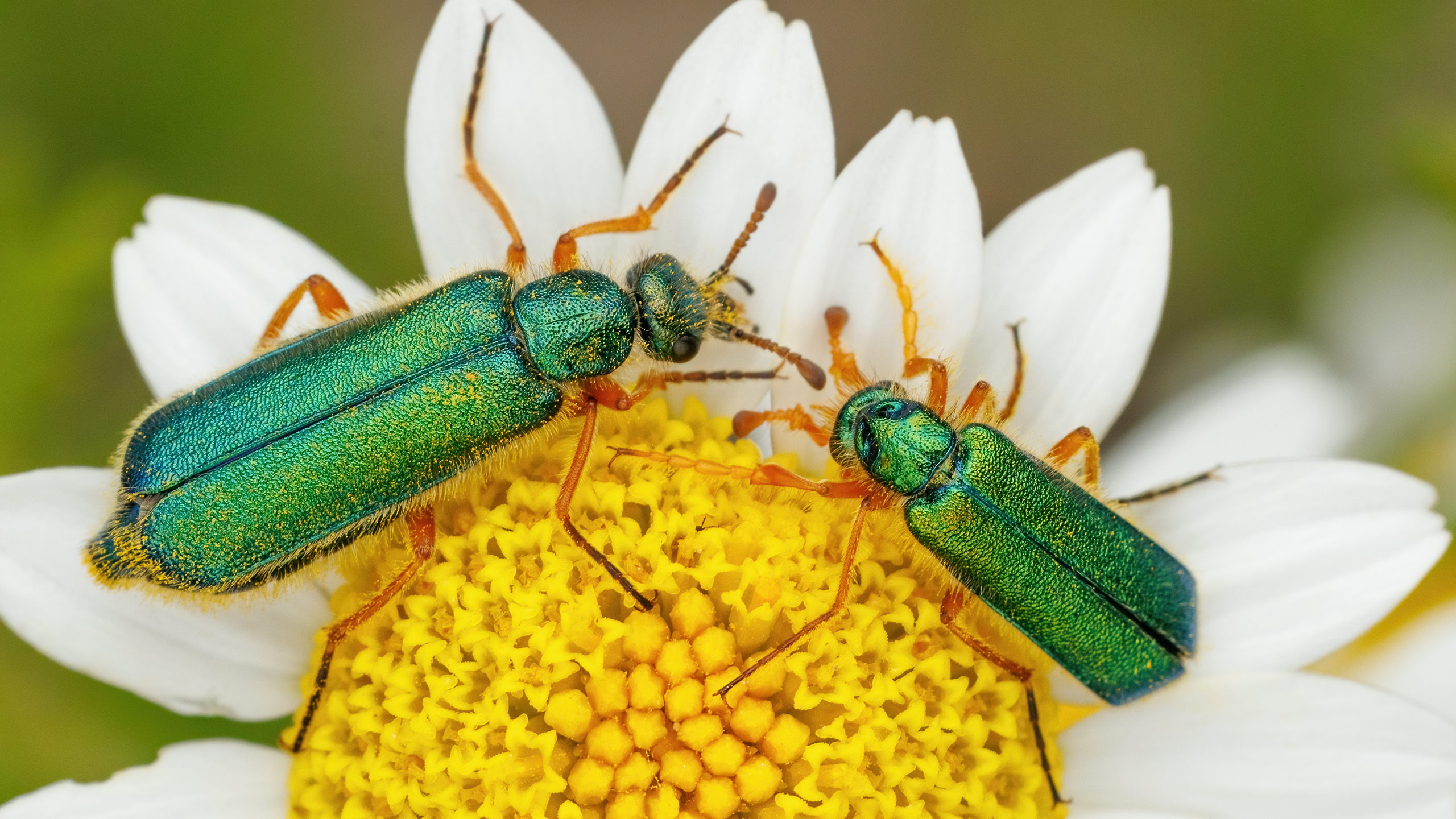 Meloidae Cerocoma schaefferi