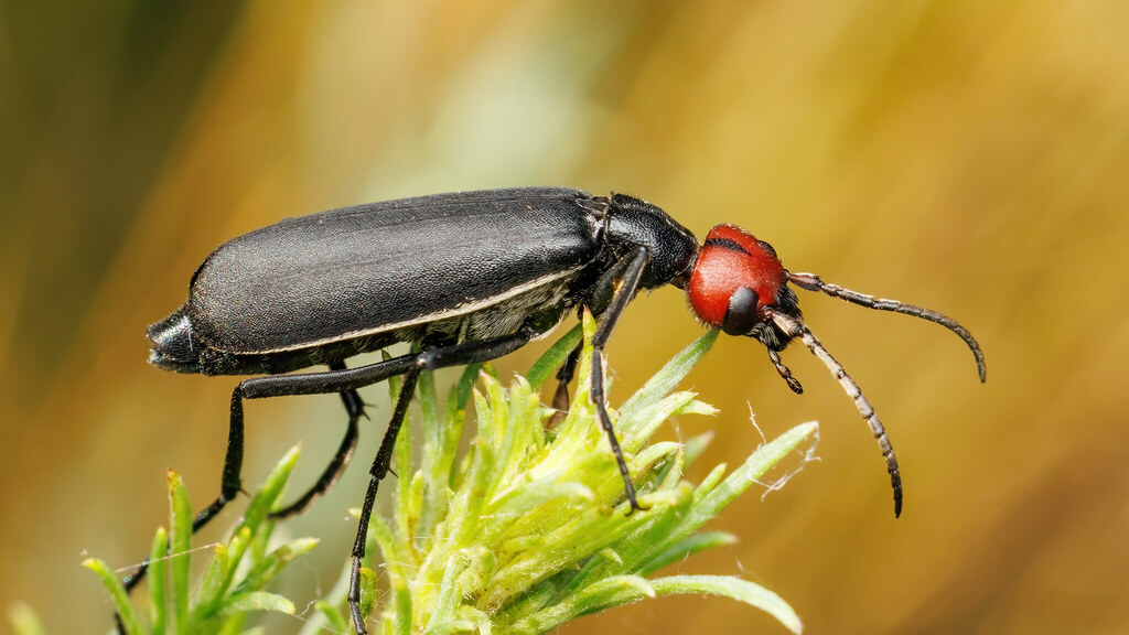 Meloidae Epicauta rufidorsum
