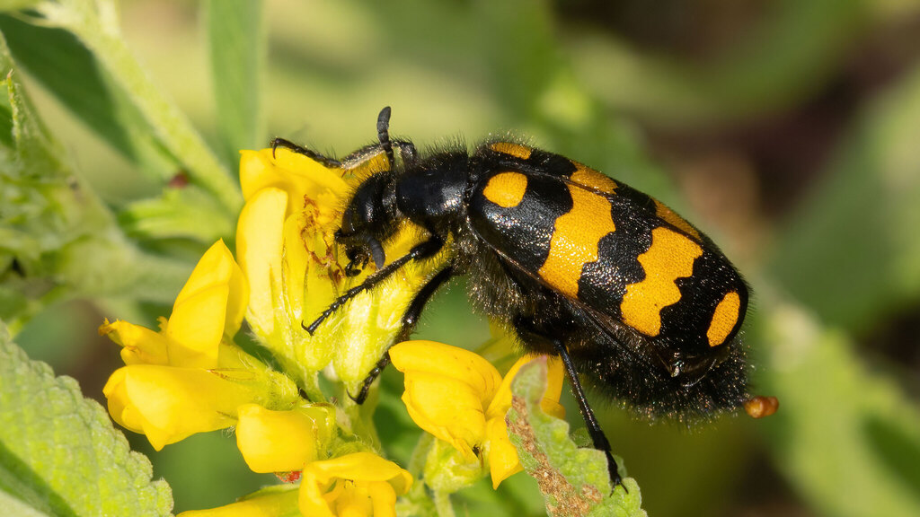 Meloidae Hycleus polymorphus