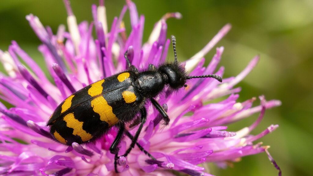 Meloidae Hycleus polymorphus