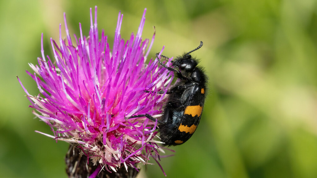 Meloidae Hycleus polymorphus