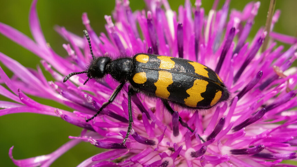 Meloidae Hycleus polymorphus