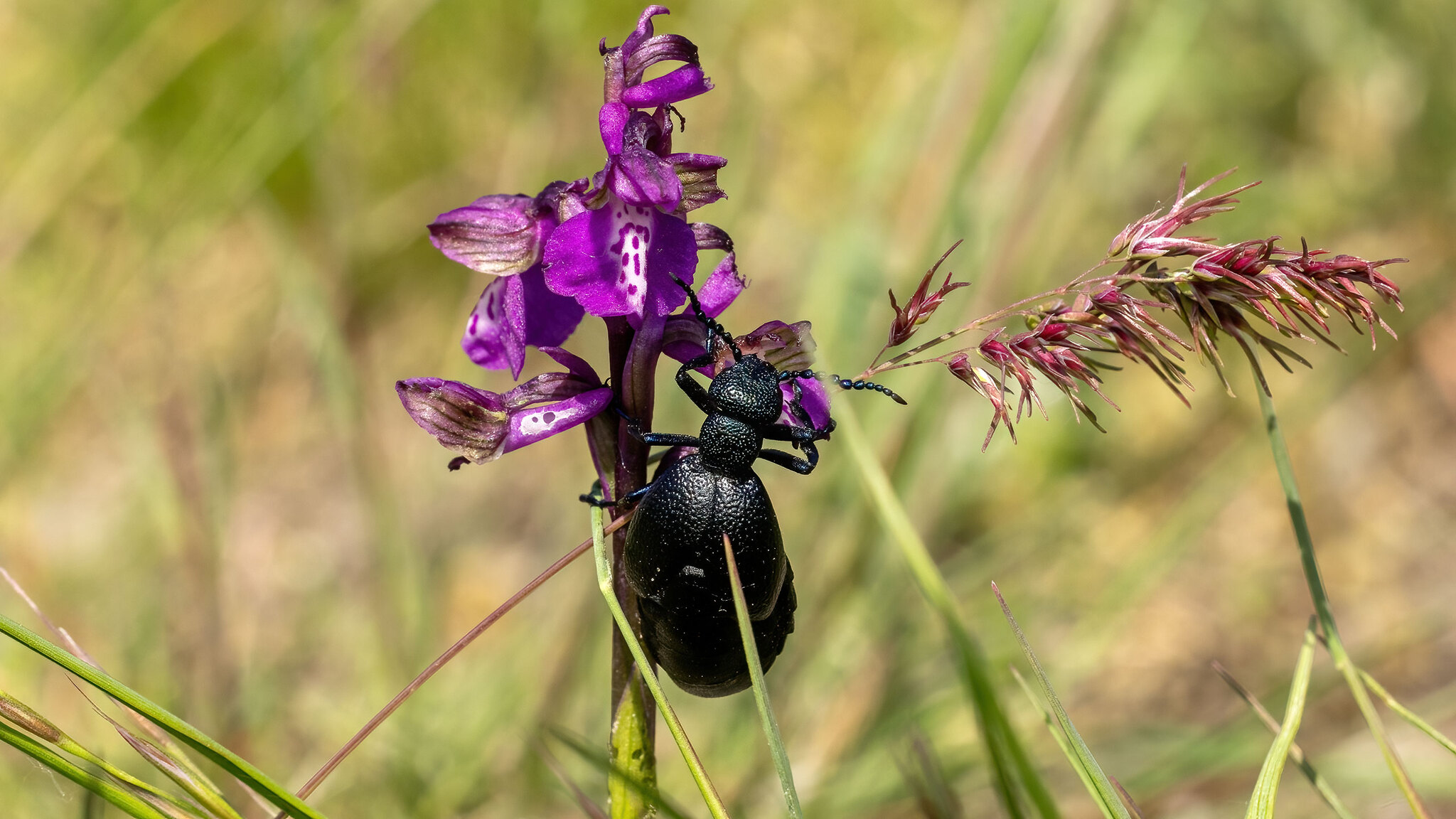 Meloidae Meloe proscarabaeus