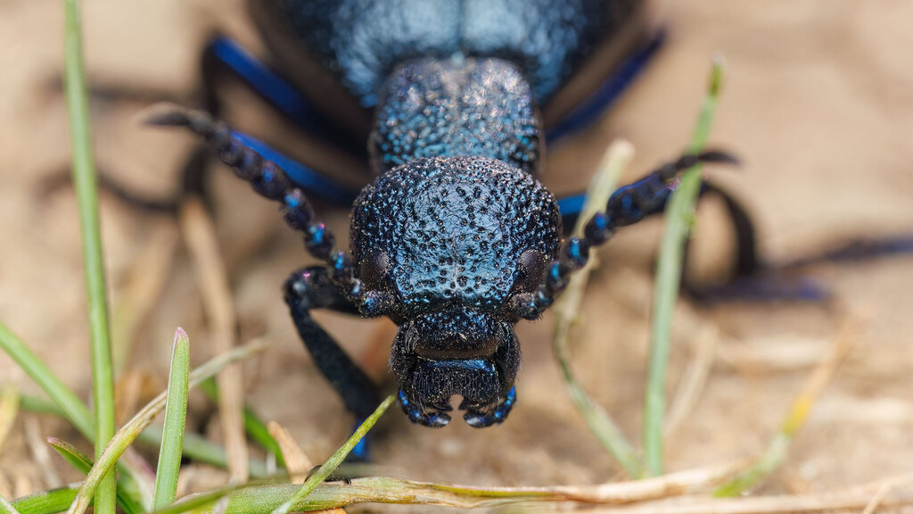 Meloidae Meloe proscarabaeus