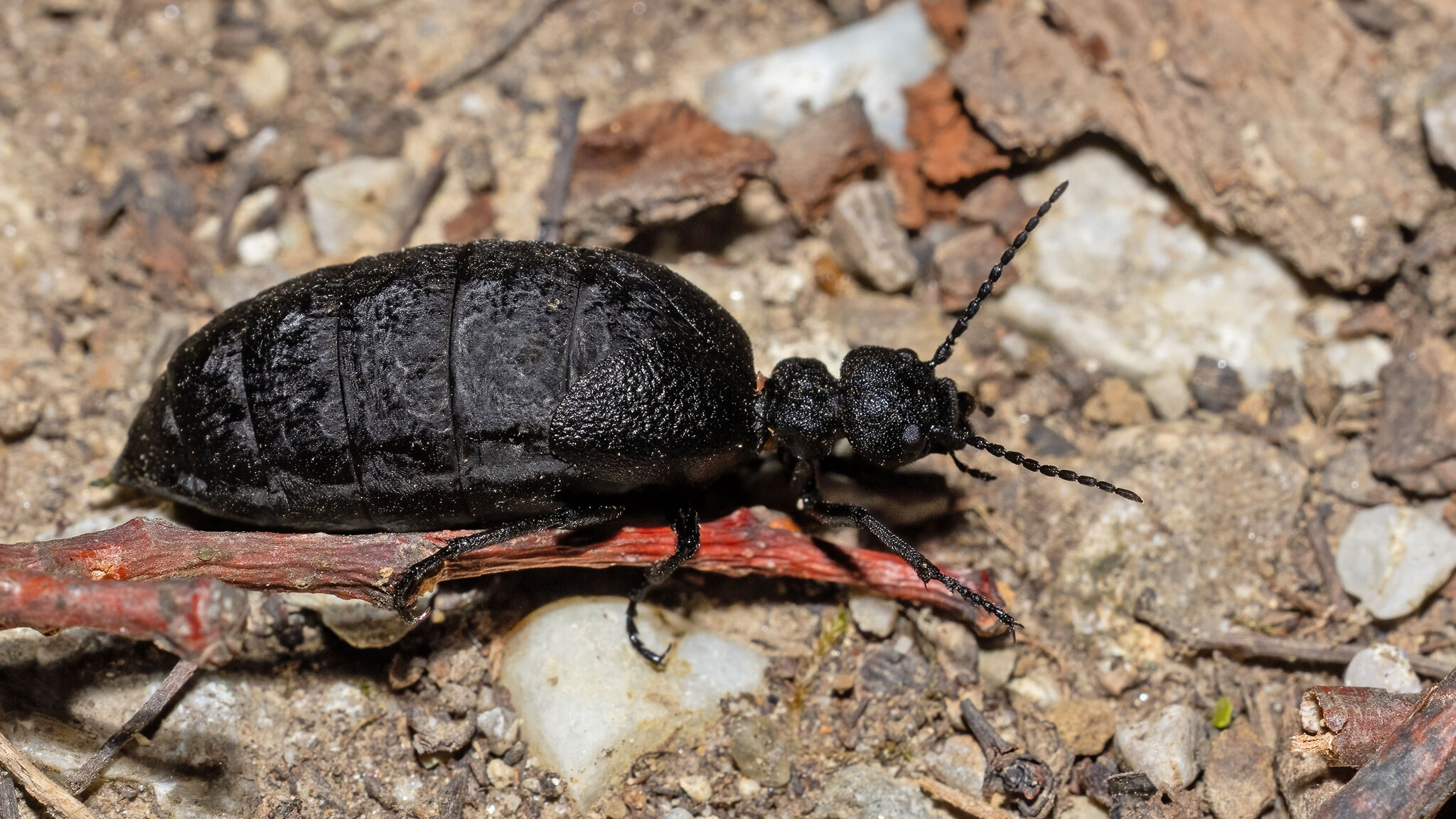 Meloidae Meloe rugosus