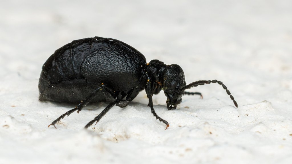 Meloe rugosus