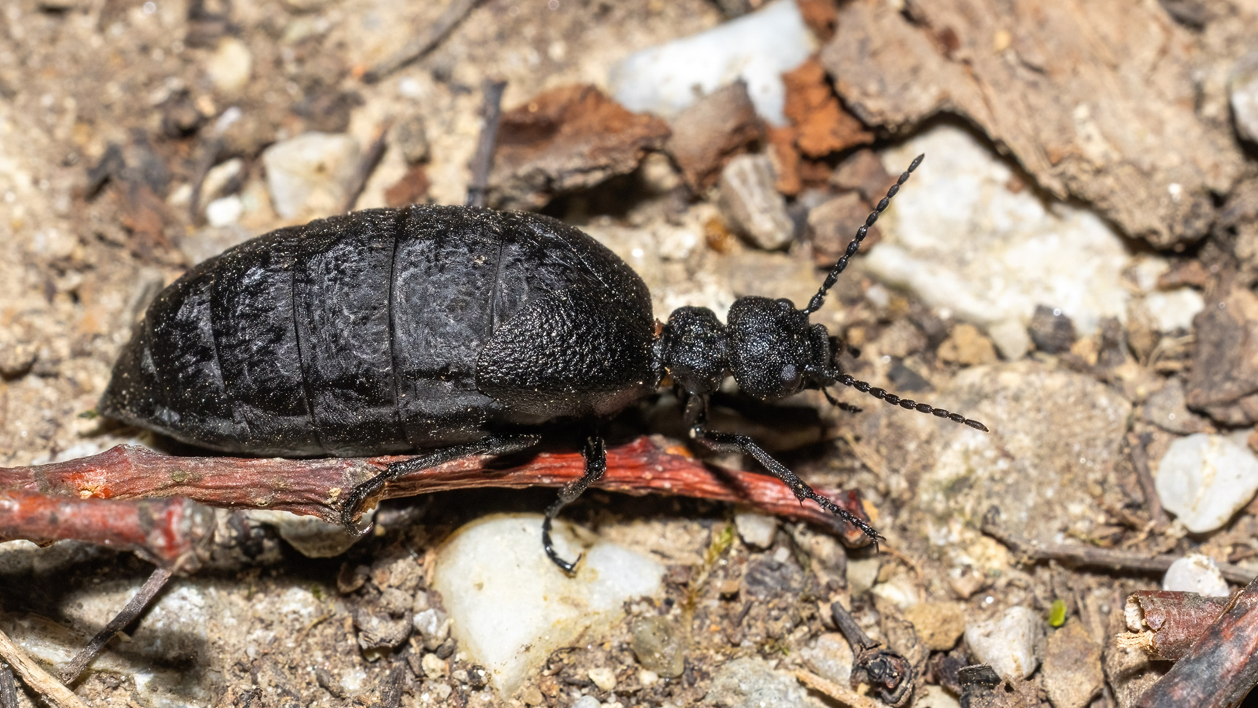 Meloidae Meloe rugosus