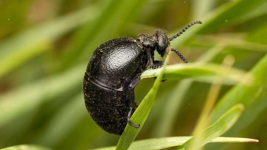 Meloidae Meloe scabriusculus