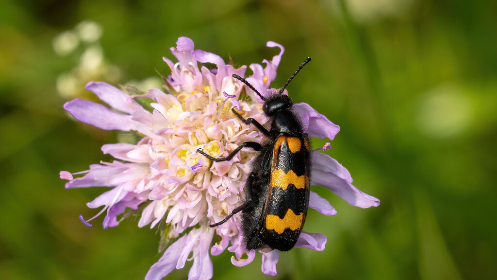 Meloidae Mylabris variabilis