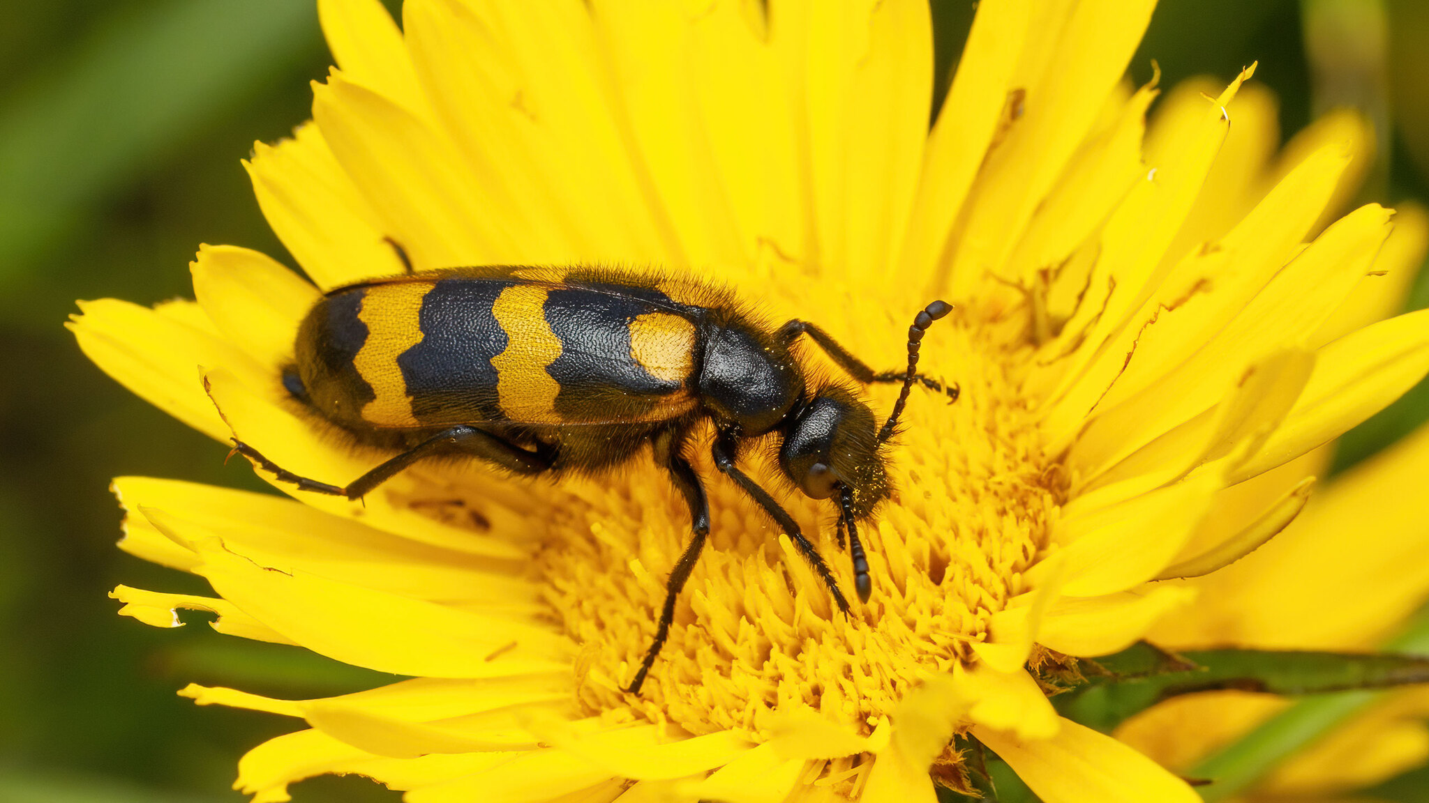 Meloidae Mylabris variabilis