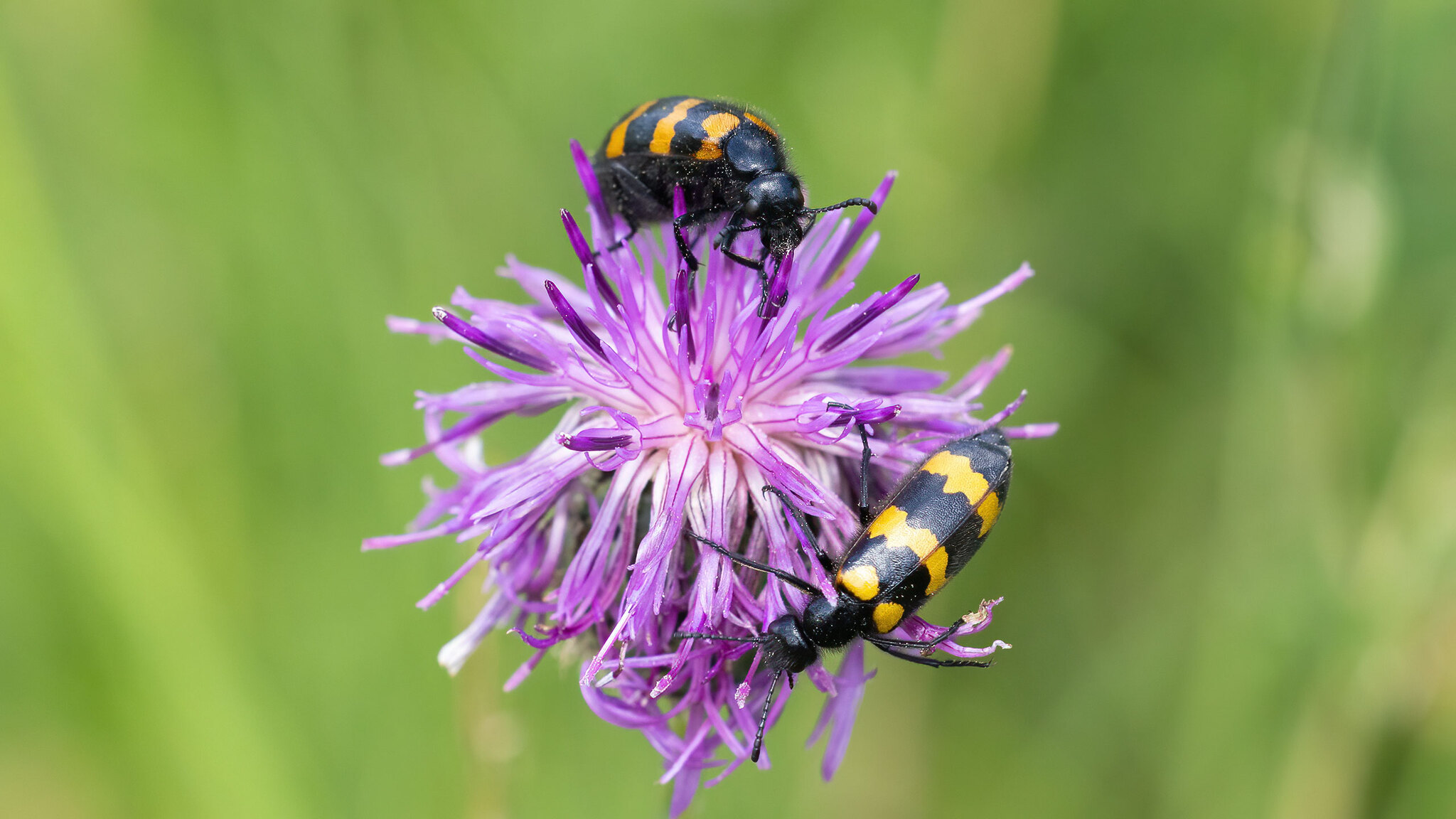 Meloidae Mylabris variabilis