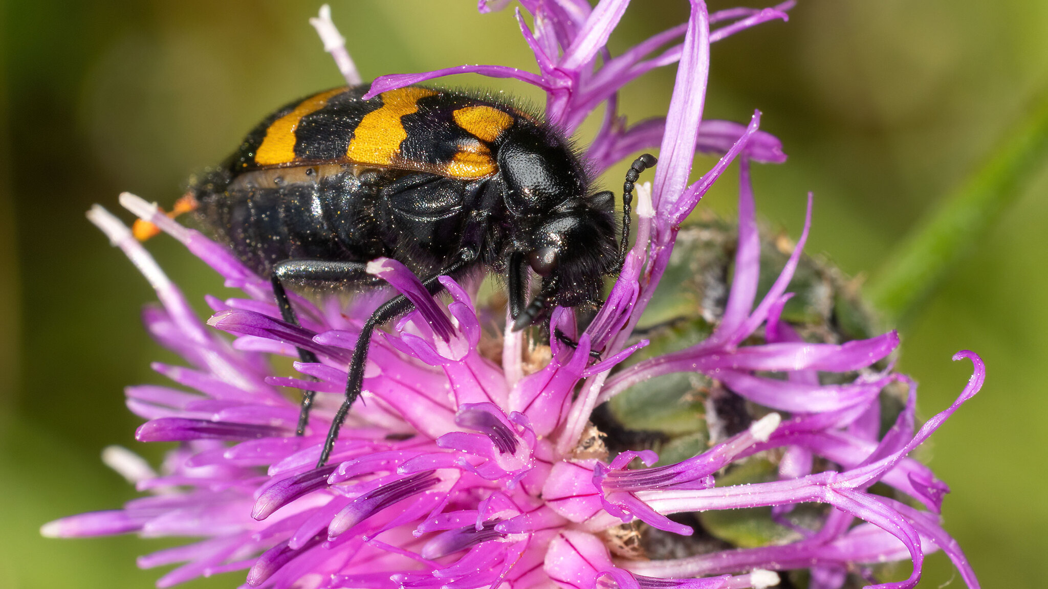 Meloidae Mylabris variabilis