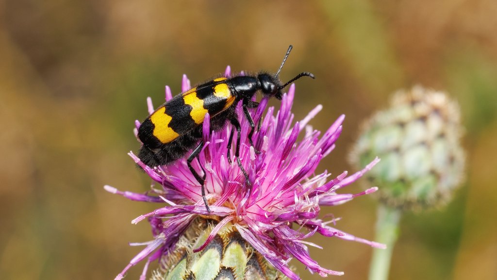 Mylabris variabilis
