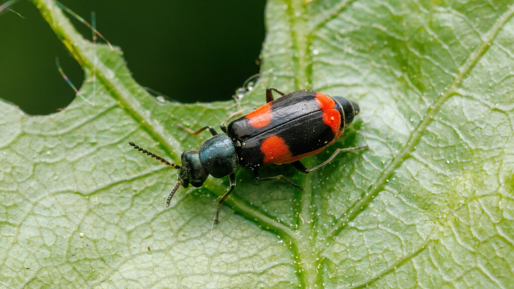 Melyridae Anthocomus