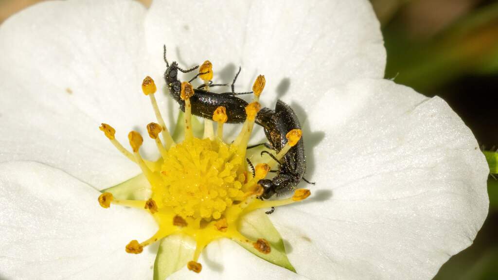 Melyridae Dasytes plumbeus