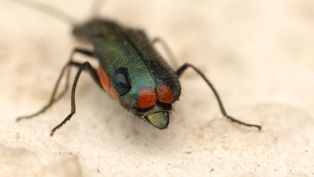 Melyridae Malachius