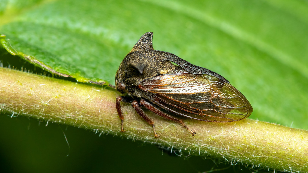 Membracidae Centrotus cornutus