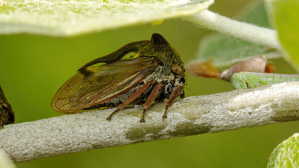 Membracidae Centrotus cornutus