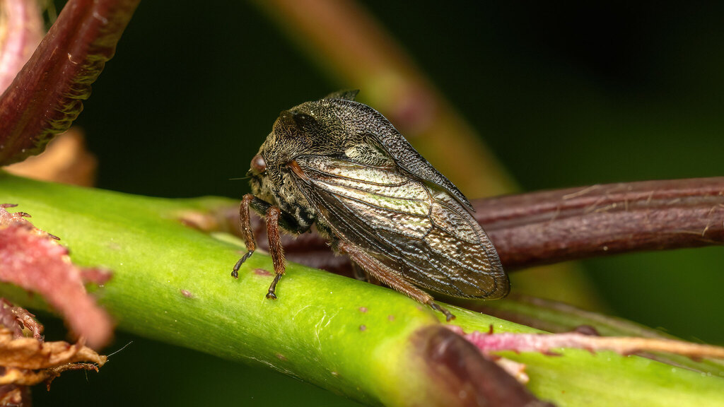 Membracidae Centrotus cornutus