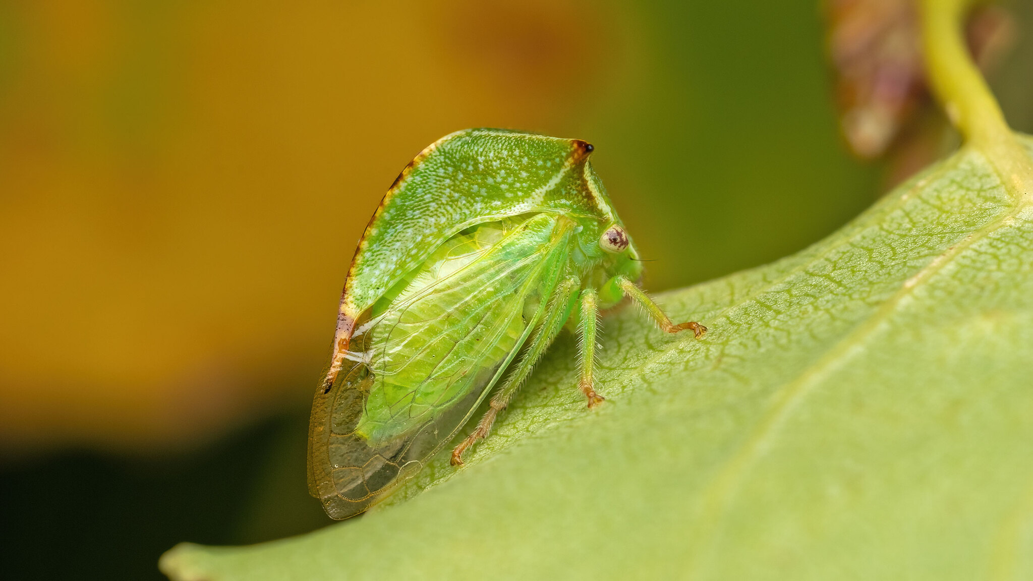 Membracidae Stictocephala bisonia