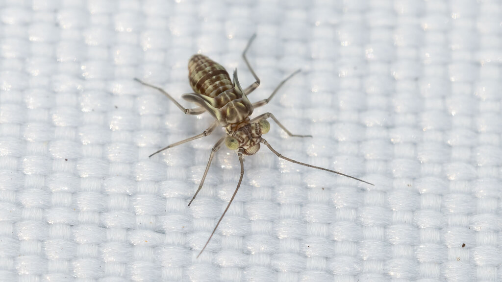 Mesopsocidae Mesopsocus