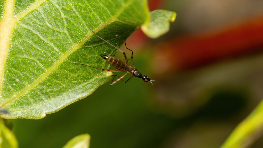 Micropezidae Micropeza