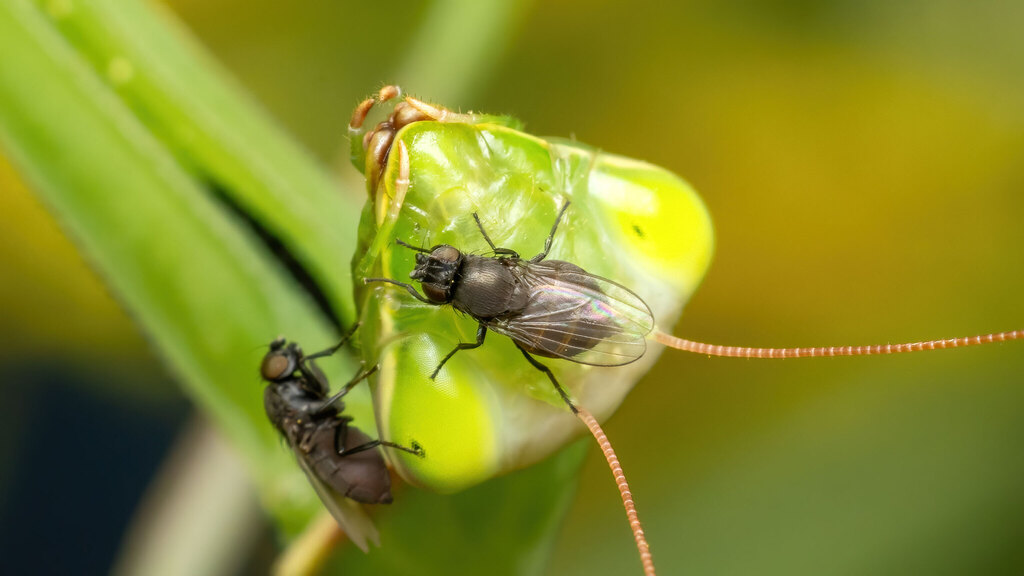 Milichiidae Desmometopa